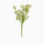 بوته ژیپسوفیلا کد B15