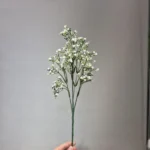 بوته ژیپسوفیلا پنج بازو