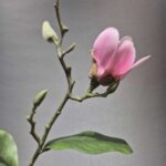 شاخه مقنولیا یه غنچه لمسی - تصویر 4