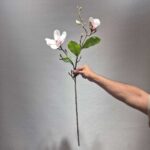 شاخه مقنولیا یه غنچه لمسی - تصویر 5