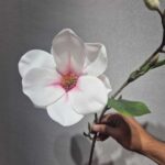 شاخه مقنولیا یه غنچه لمسی - تصویر 6