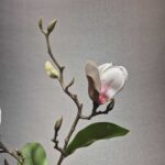 شاخه مقنولیا یه غنچه لمسی - تصویر 8