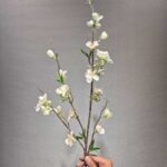 شکوفه هلو خارجی ارتفاع ۷۰ - تصویر 7