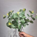 بوته اکالیپتوس ۱۲ بازو - تصویر 4