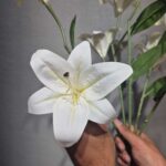 بوته لیلیوم ۹ گل لمسی - تصویر 3