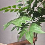 شاخه ار ار برگ لمسی دو بازو - تصویر 4