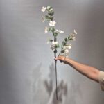 شاخه شقایق دو بازو - تصویر 5
