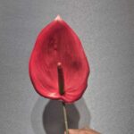 انتیریوم سایز بزرگ خارجی - تصویر 3