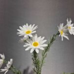 شاخه بابونه ۵ گل ارج - تصویر 5