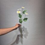 شاخه بابونه ۵ گل ارج - تصویر 4