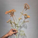 شاخه مرجان گل ریز - تصویر 5
