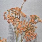 شاخه مرجان گل ریز - تصویر 6